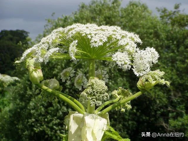 四种最毒的毒草,最毒的六种毒草