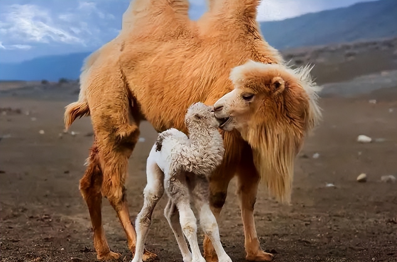 腿脚不好的老年人吃什么营养品好,中老年多吃这种食物双腿有劲