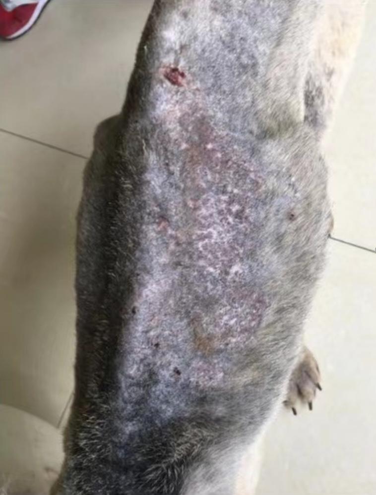 妈咪爱免疫营养宠物日粮挑战重度非健康犬实例