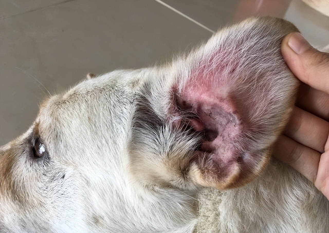 关于狗狗的十大科学真相,关于狗狗的八个秘密故事