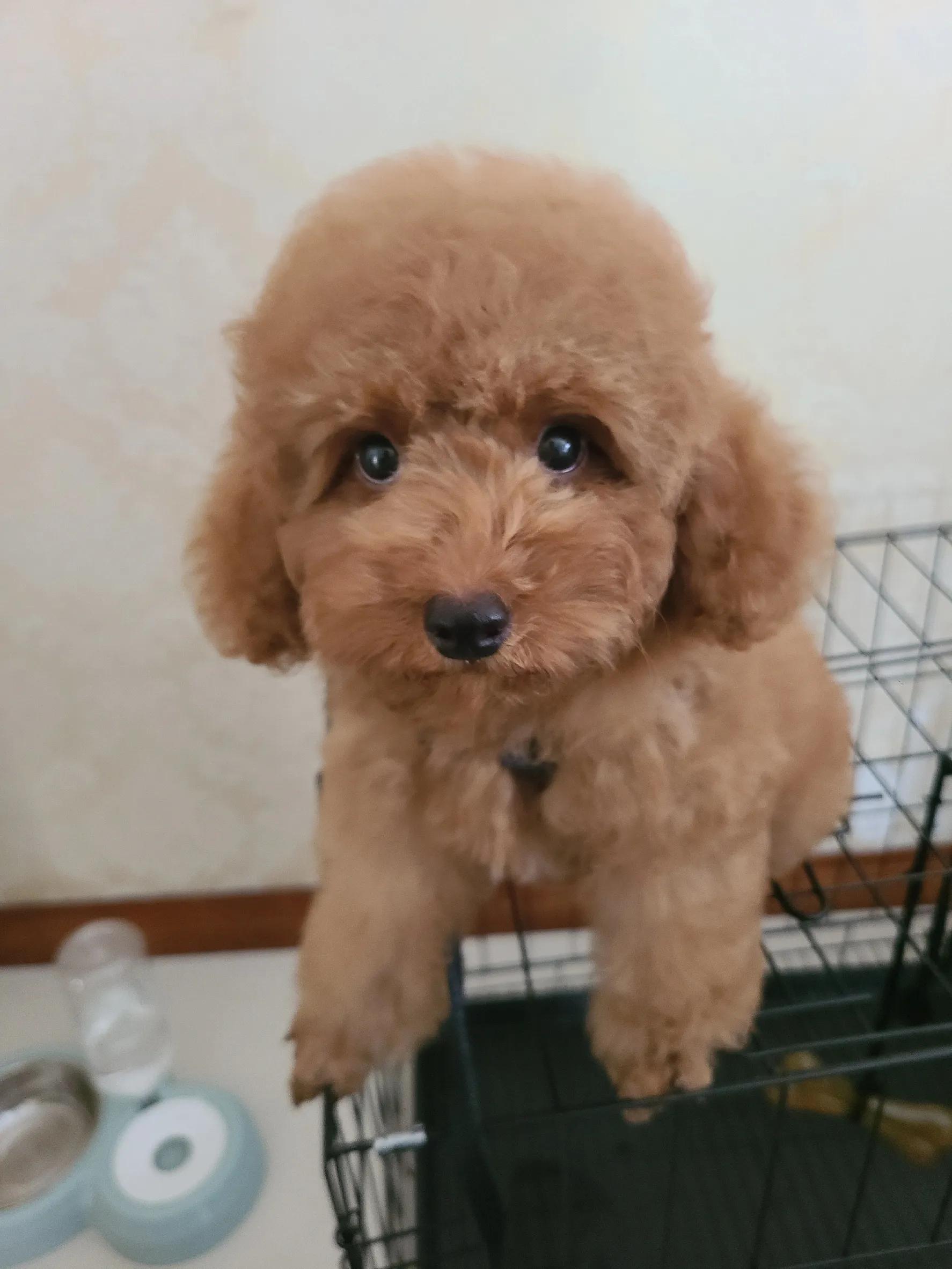 灰泰迪的成长史,一只泰迪的成长史