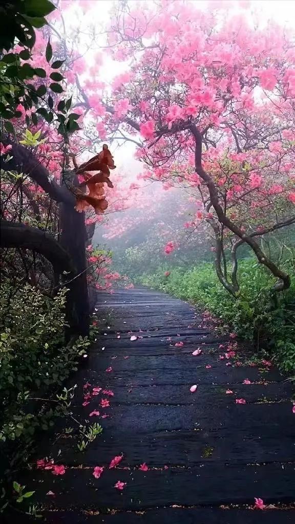 散文中的人生,散文欣赏人生