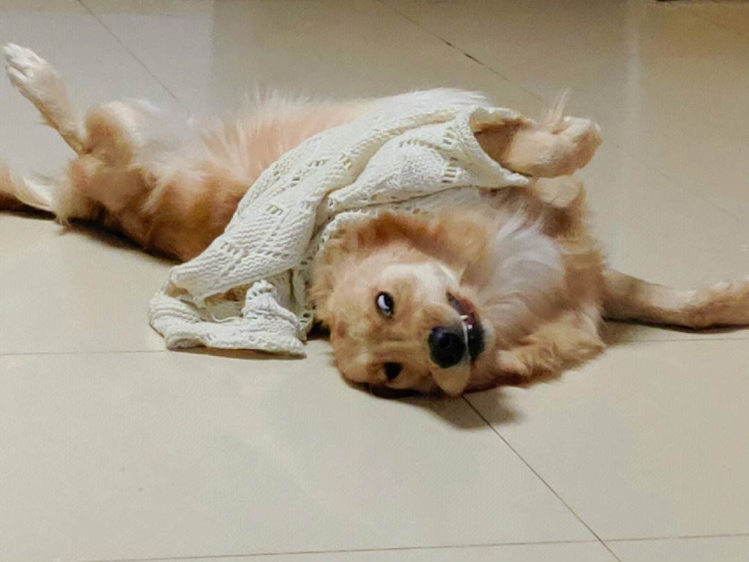 金毛好养还是拉布拉多好养,金毛好养还是柯基好养