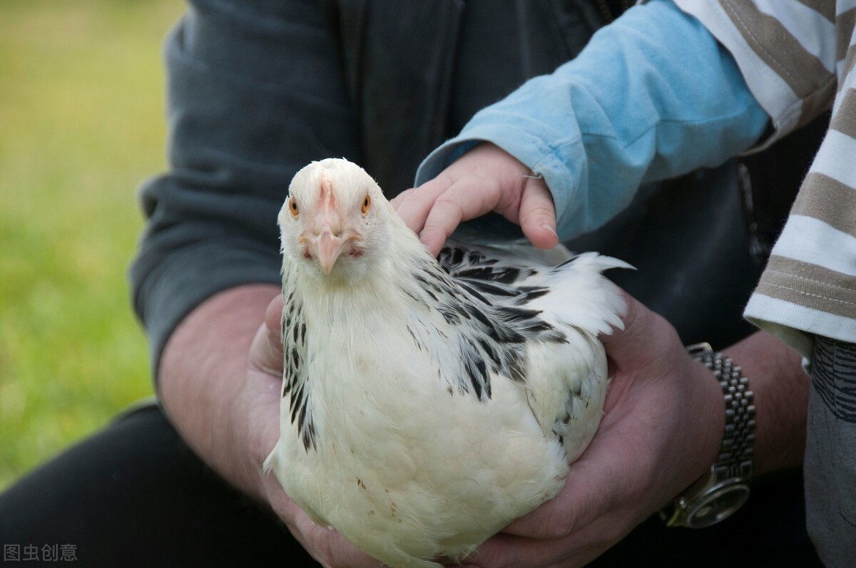 五十只母鸡,五百只老母鸡