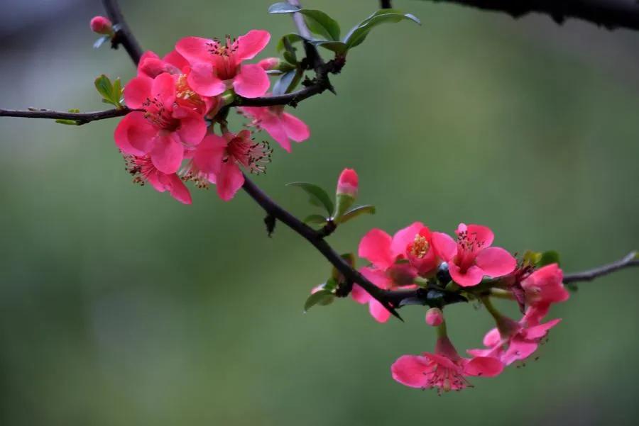 散文随笔遇见春天,散文遇见春天遇见美好