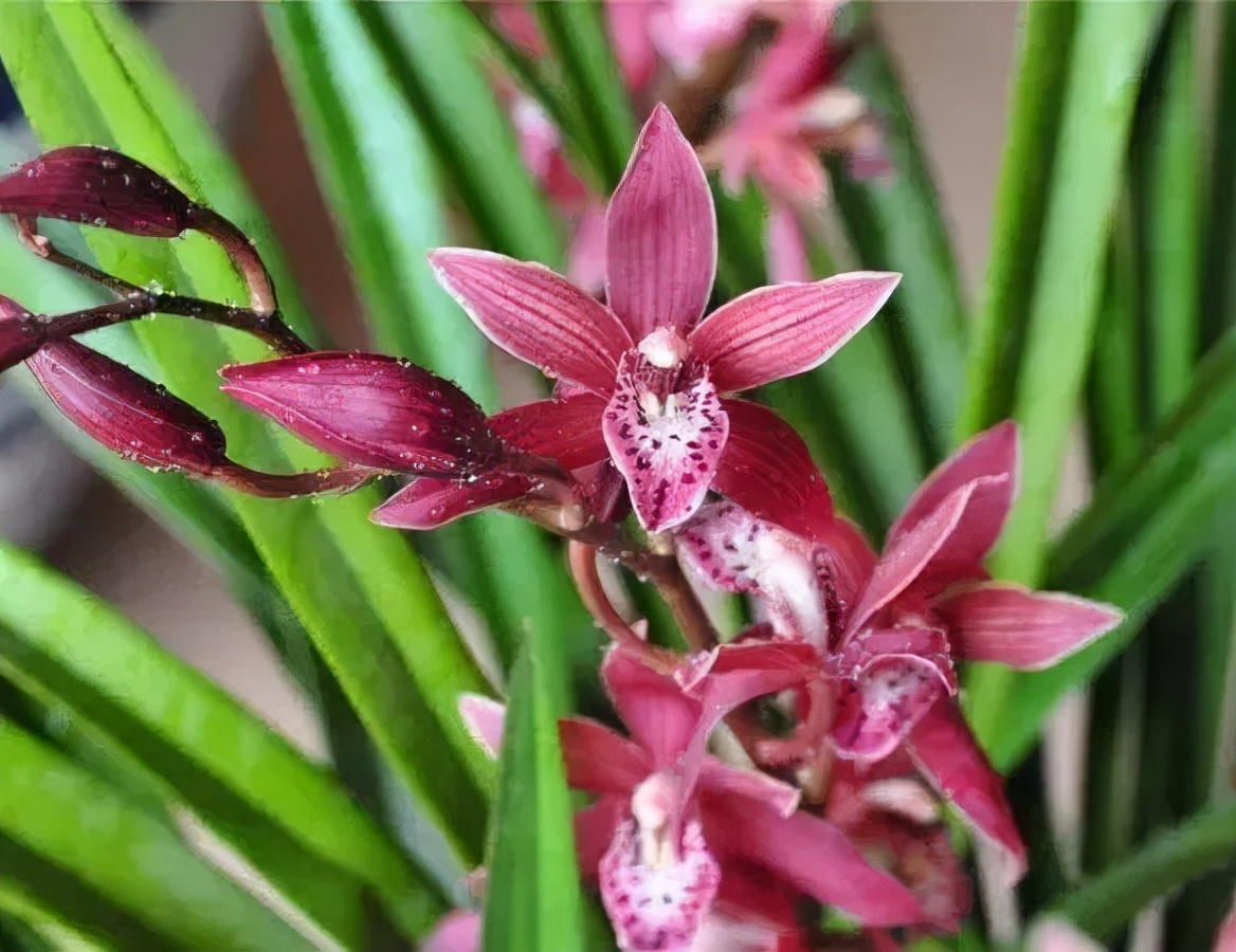 快来看看，兰花的世界真奇妙|壹木星球No.14