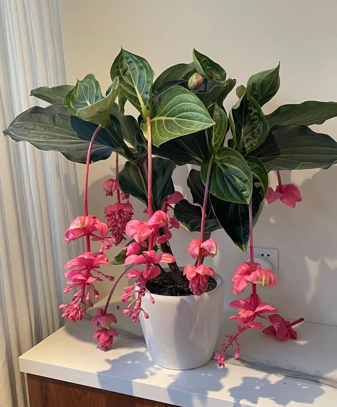 最美花王,花王宝莲灯