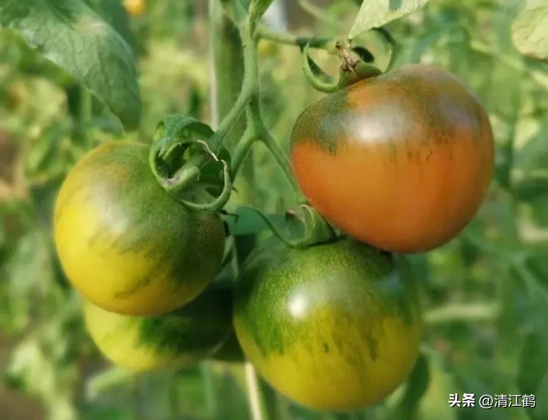 怎样辨别叶面肥好坏,叶面肥怎样选择真假和用量