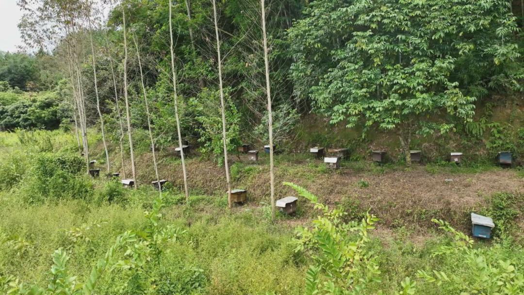 小蜜蜂酿出甜蜜大产业,白沙村小蜜蜂酿出甜蜜大产业