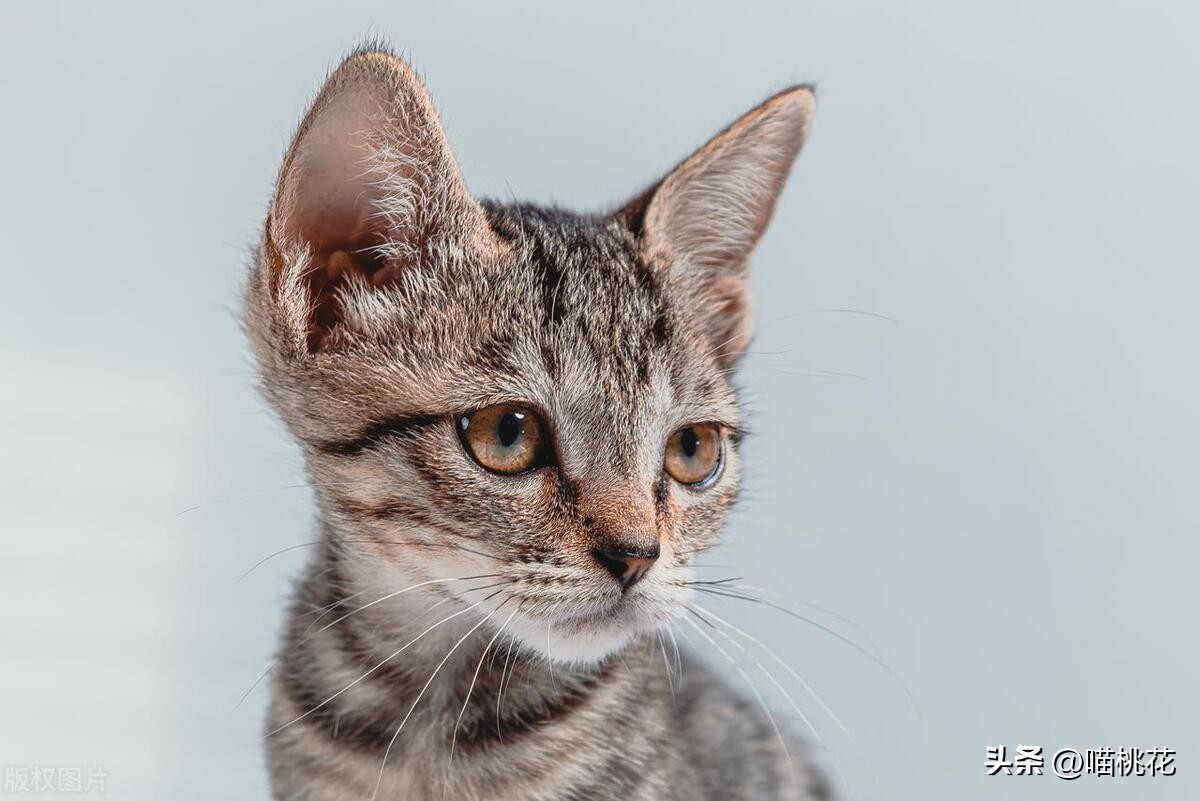 猫瘟痊愈后注意事项,猫瘟咋救