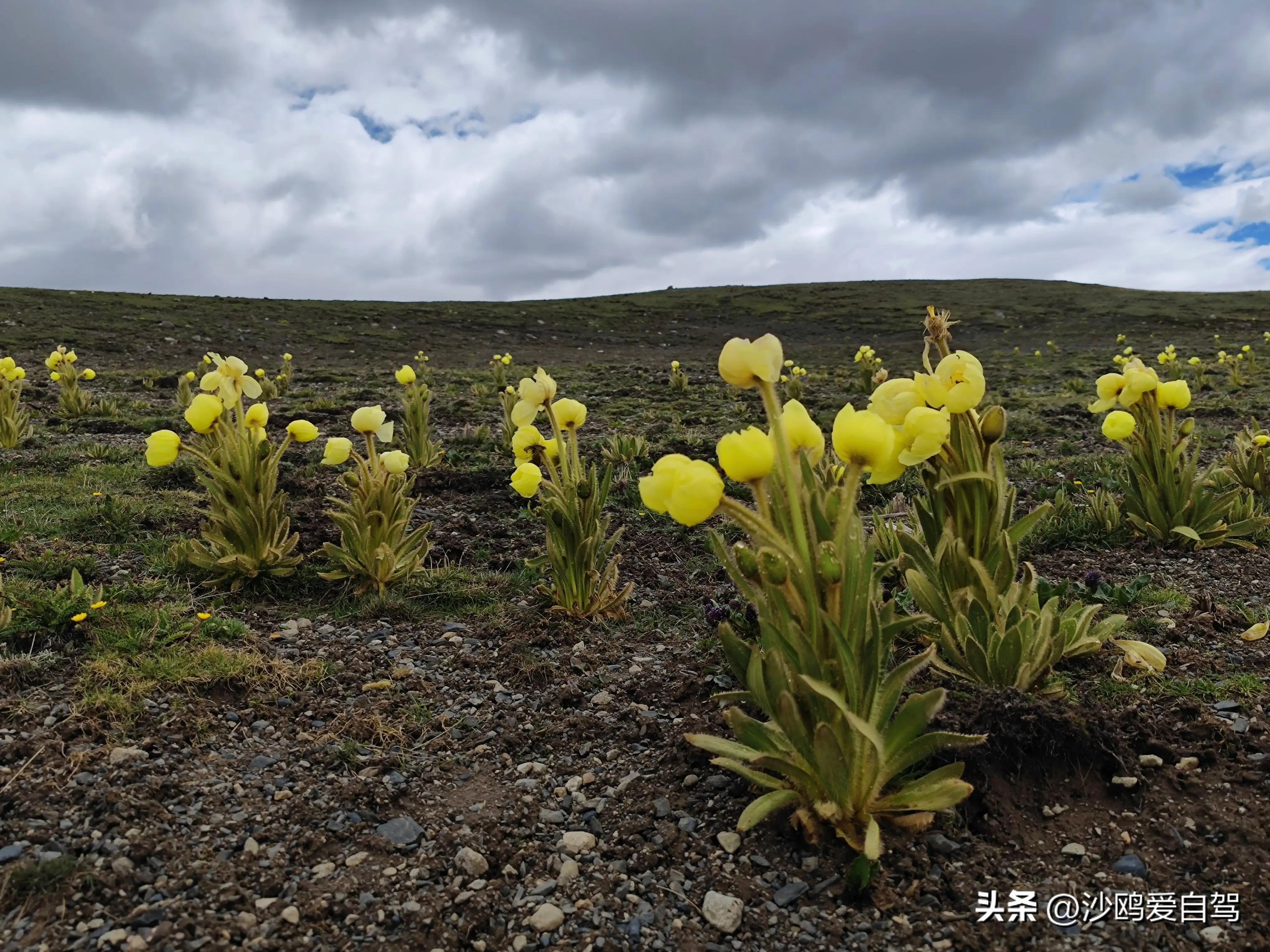 西藏自驾游三大圣湖,自驾西藏行摄之旅米堆冰川