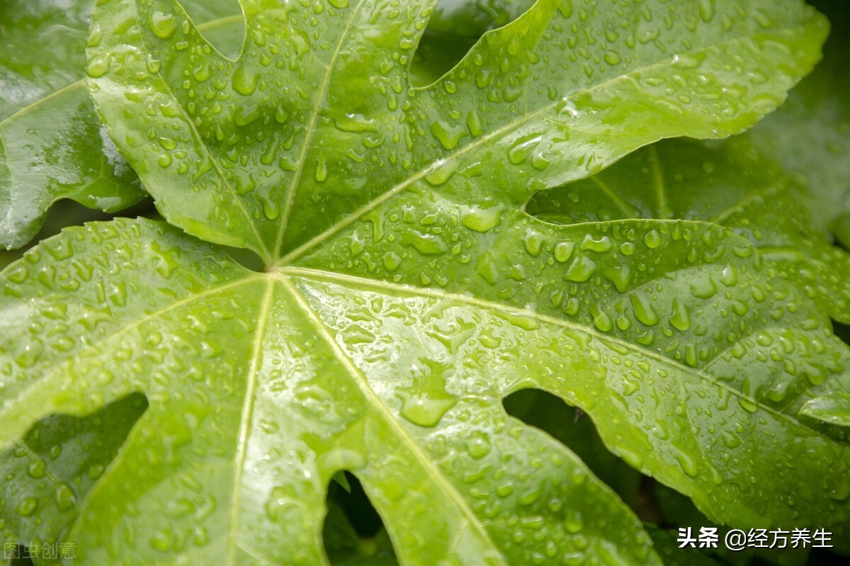 为什么药材没有效果,单一的药材真有用吗