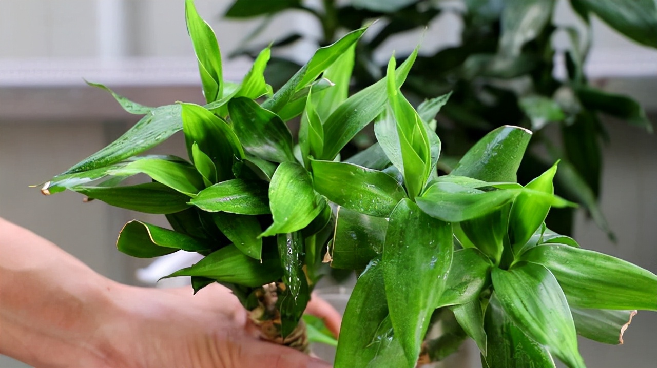 富贵竹养单不养双有这一说法吗,为什么富贵竹不可以乱养