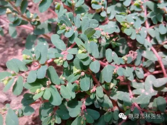 草坪杂草的防除方法,草坪杂草的物理防除