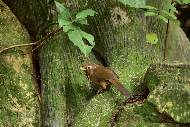 画眉鸟百啭千声,百啭千啼