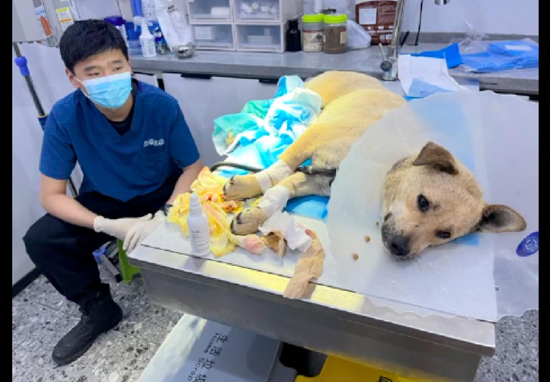 狗从14楼跳下后续救活,狗截肢