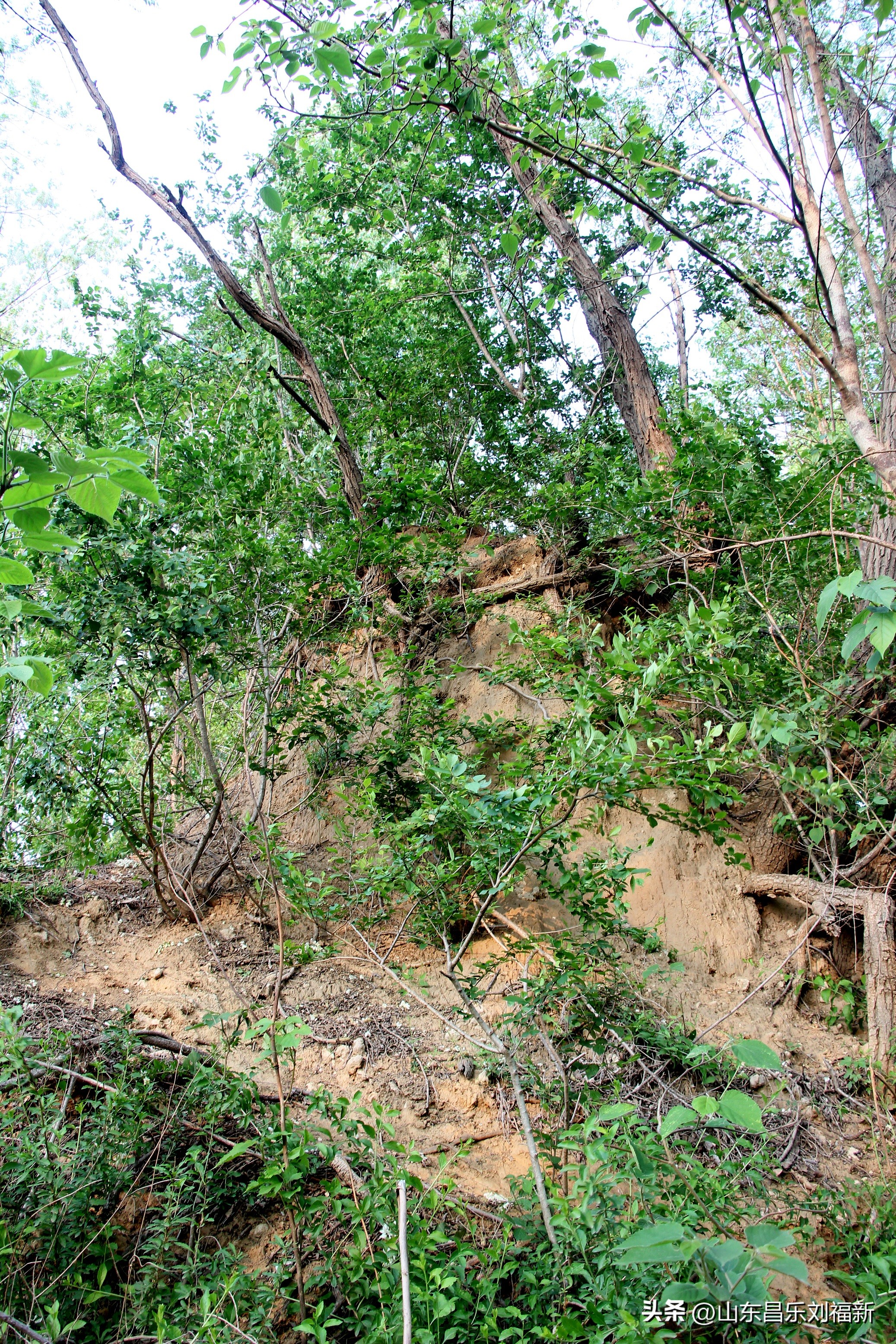 洋槐花·万马奔腾电器·鄌郚医院贴膏药