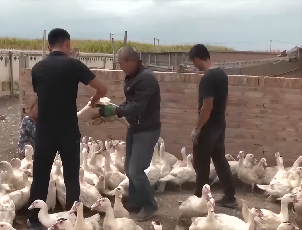 返乡创业养鱼一年要卖五十万,男子回乡养鱼创业年销售额上千万