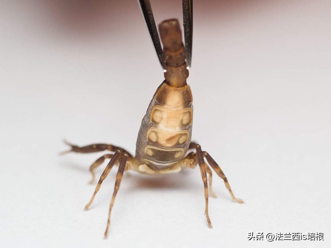 广州海关截获11箱588只蛇蛙蜥蜴,广州海关截获蟑螂200只