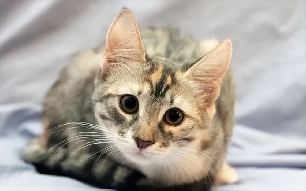 猫咪这几天老是打喷嚏是怎么了,猫咪老是打喷嚏是怎么回事