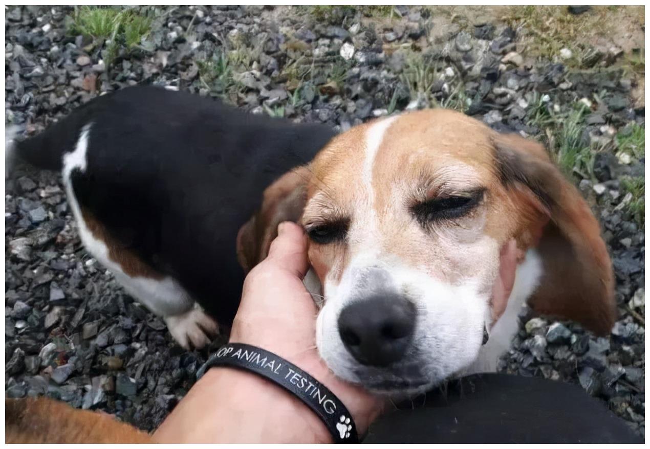 养狗才知道乐在其中,养狗时间长了狗会懂主人的意思