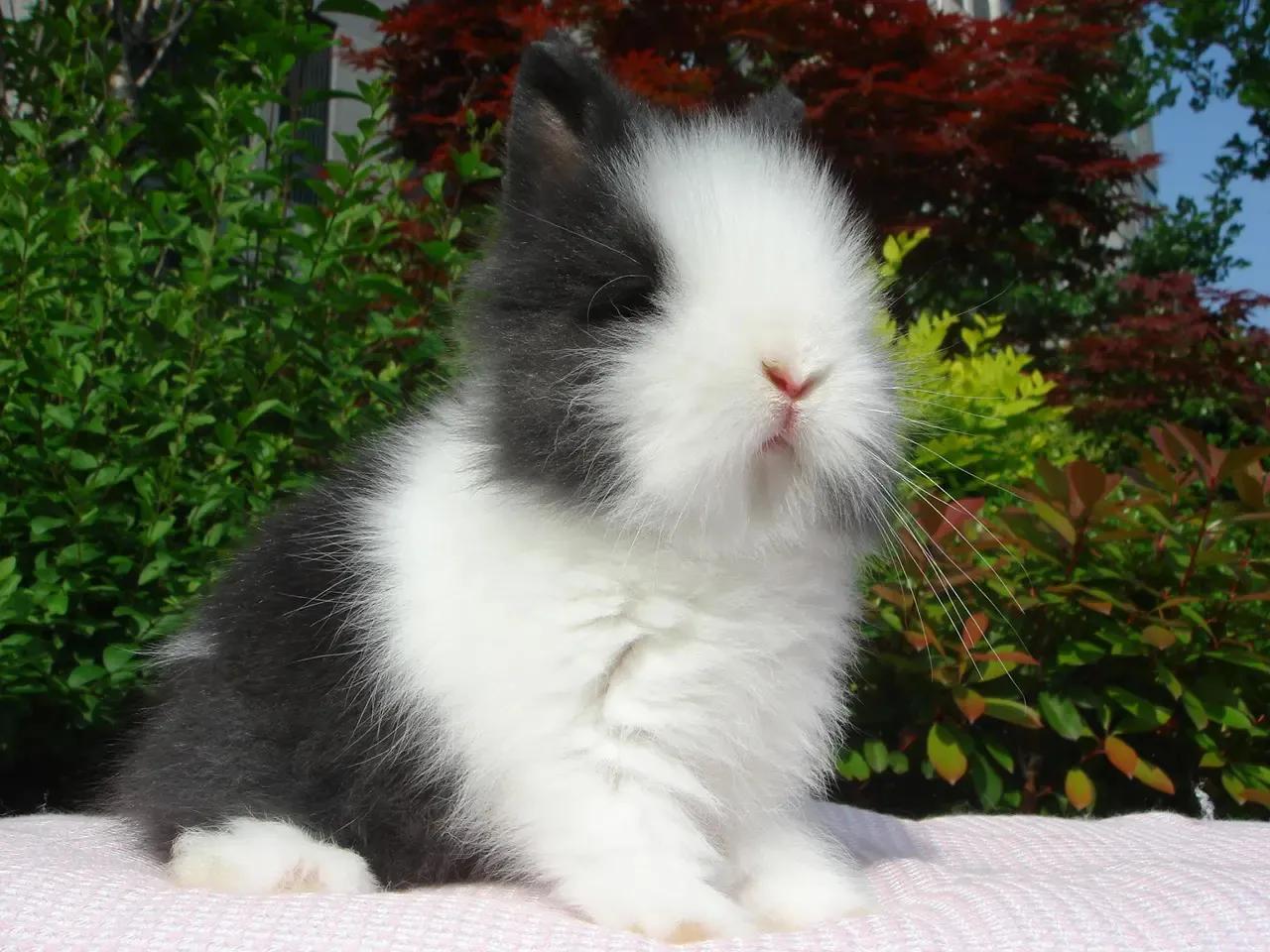 兔年跟风养个兔,哪种品种的兔兔好养还便宜