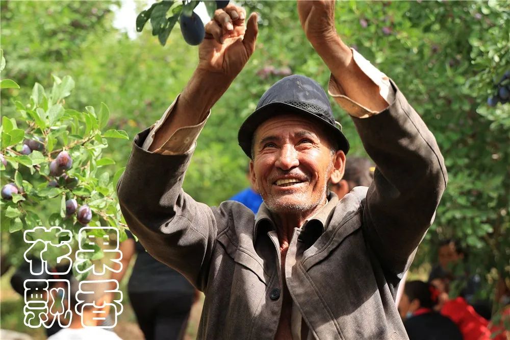 西梅常识,西梅的前期怎么管理