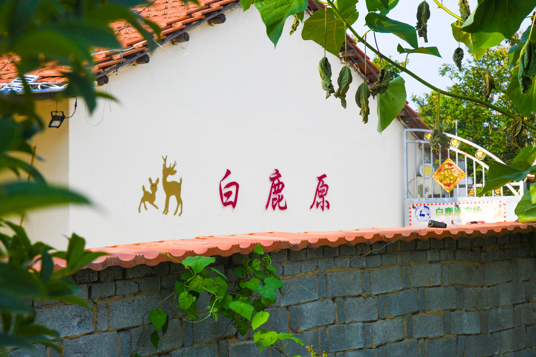 梅花鹿养殖产业助农致富奔小康,乡村季风梅花鹿养殖致富