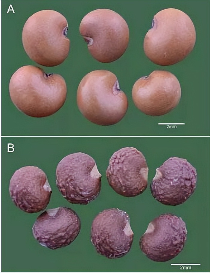 五味子南五味子有什么区别,南五味子和北五味子价格
