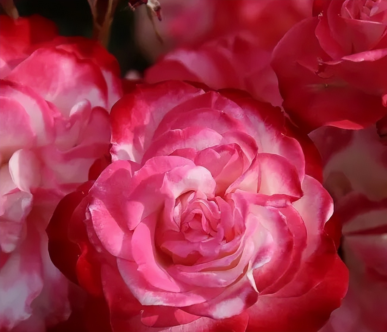 比较鲜又好养的月季品种,最值得养的大花浓香月季品种