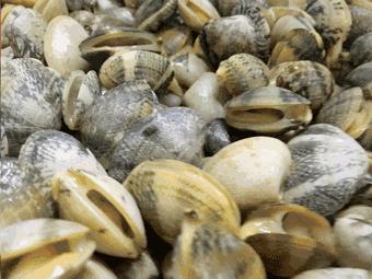 秦皇岛开海海鲜图片,开海后的生猛海鲜已抵达秦皇岛