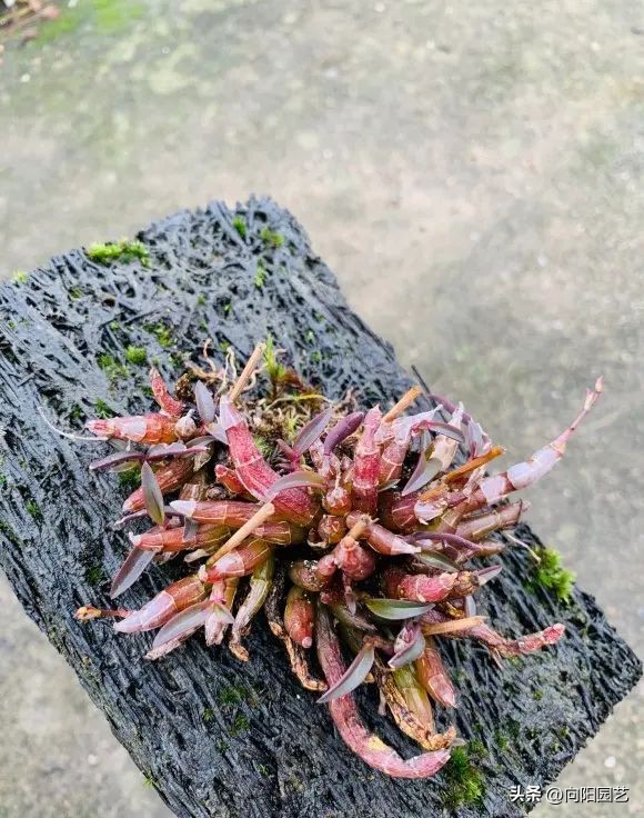 石斛花钉在木板上，挂在露台上，多淋雨水，长得会更快！