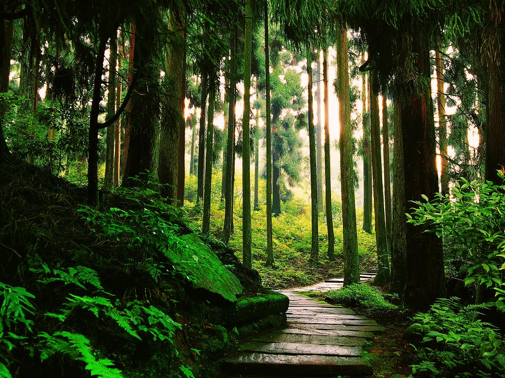 四川大山里有啥名贵药材,四川农村的十大特产