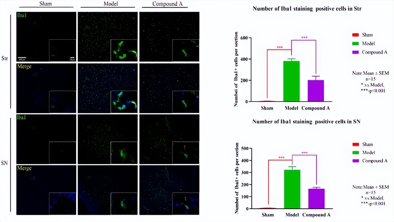 6-OHDA诱导大鼠模型|动物模型构建|大鼠模型构建服务