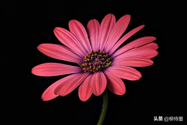 花朵唯美拍照,花朵如何拍摄唯美