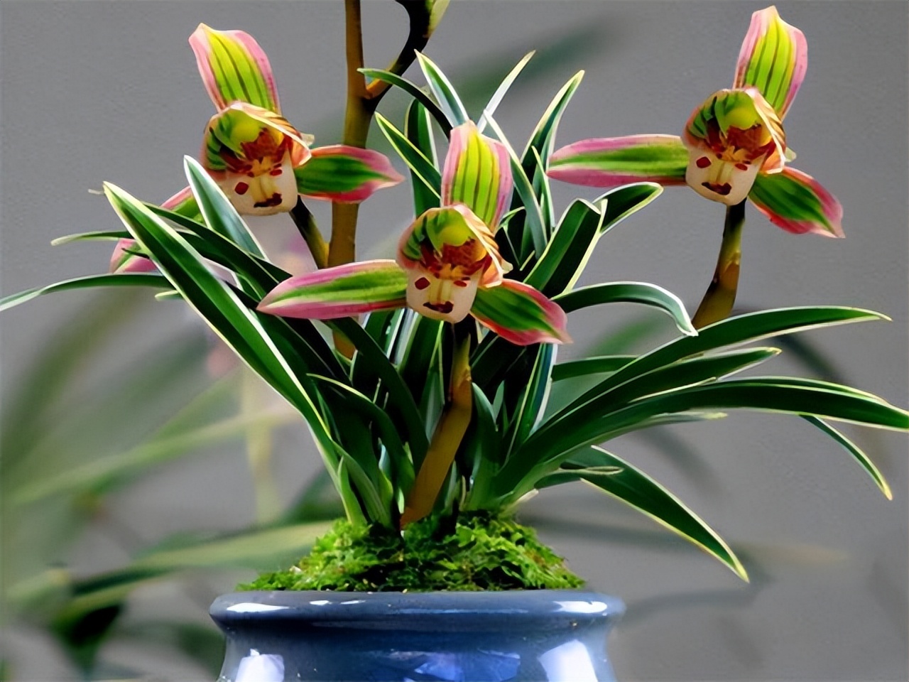 建兰帝王妃兰花品种图片,金边矮种帝王妃是不是建兰