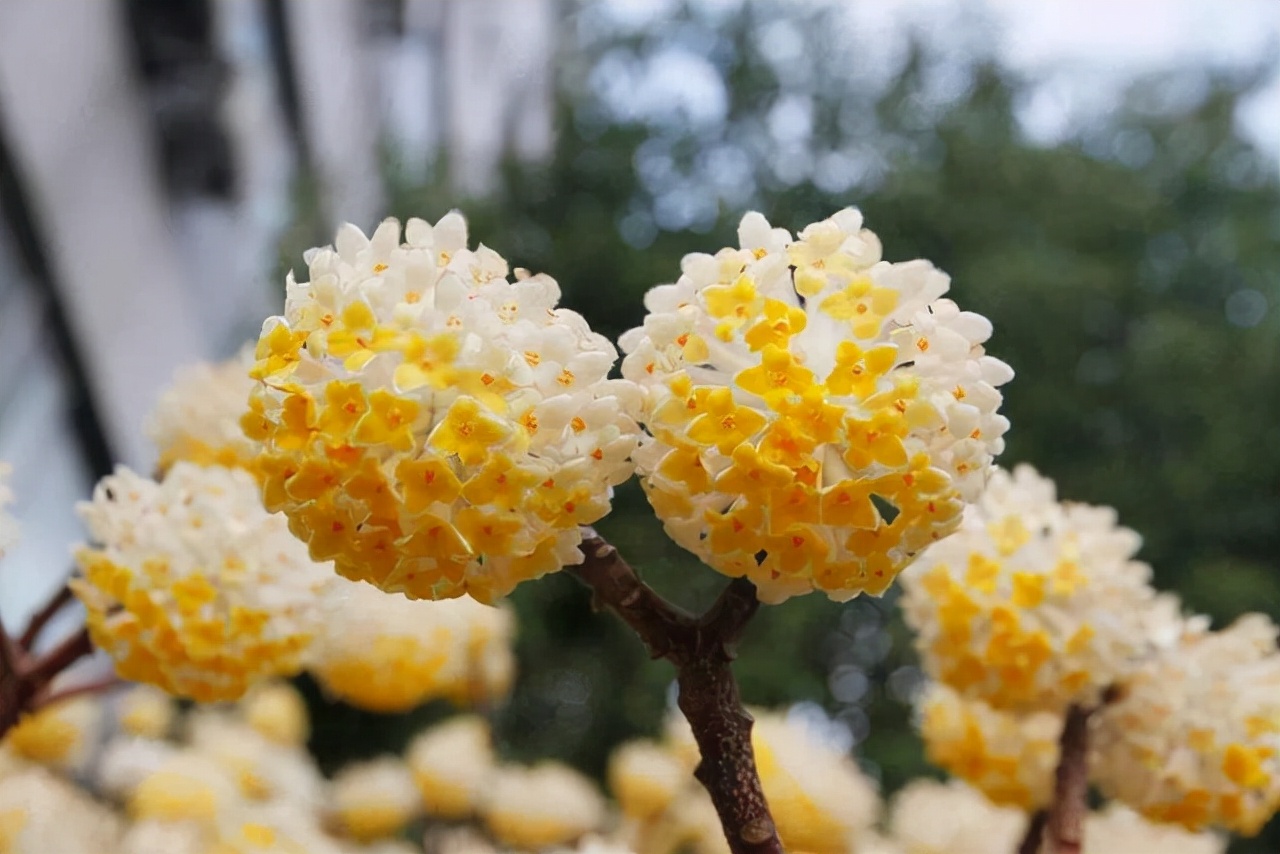 无叶开花的植物有哪些,有花无叶的植物