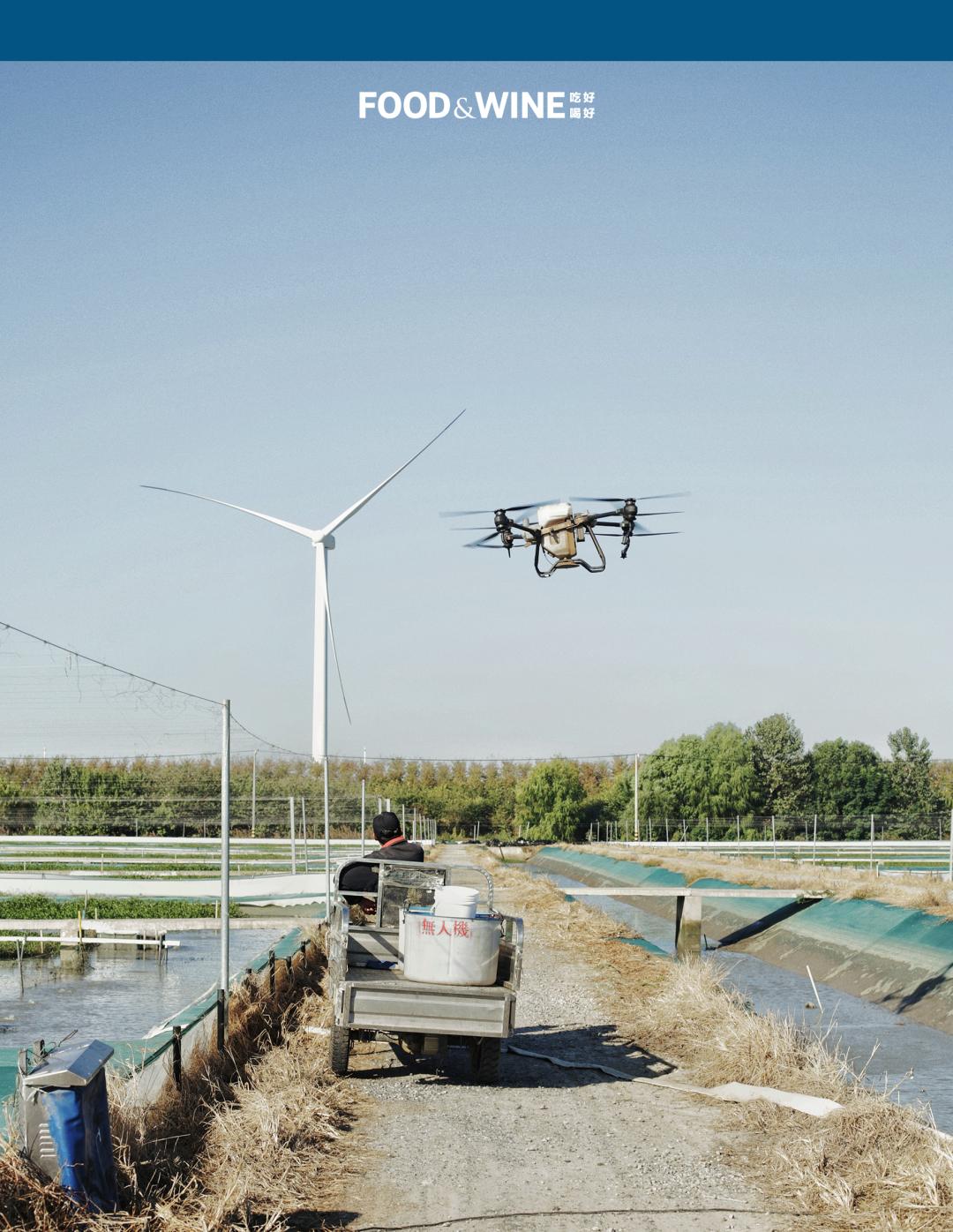 高邮湖螃蟹和洪泽湖螃蟹,阳澄湖高邮湖螃蟹哪个好