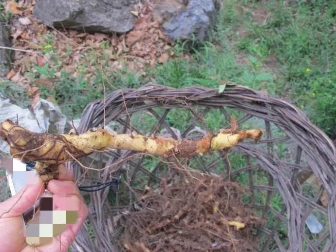 刨药材的视频,刨药材视频