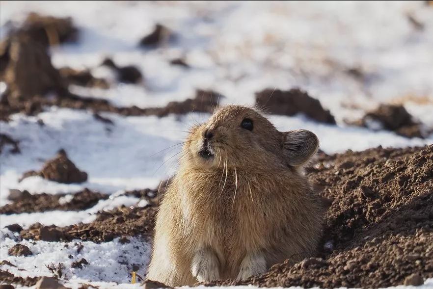 中国高原鼠兔泛滥成灾,高原鼠兔泛滥成灾的地方