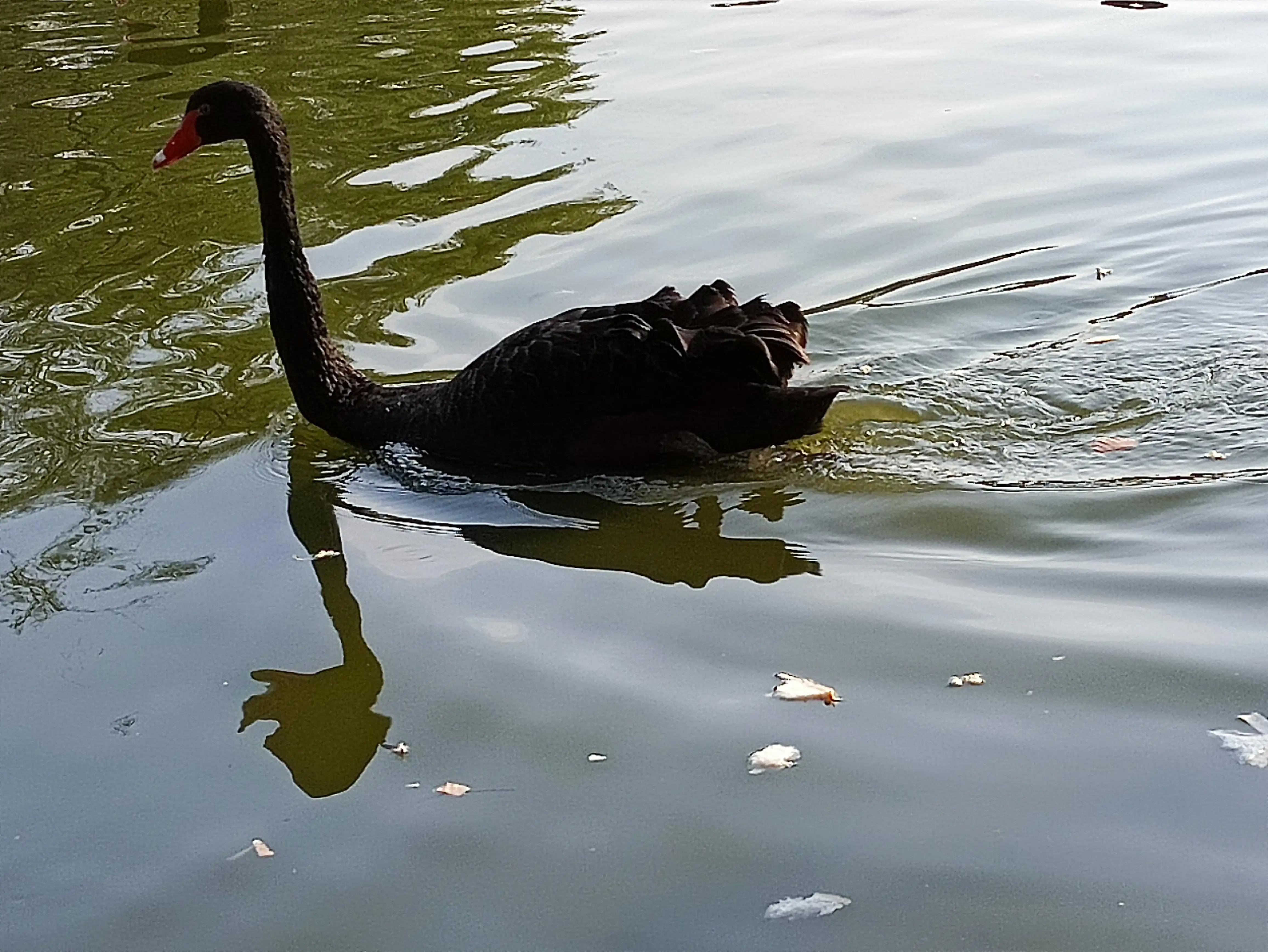 北京动物园和北京野生动物园区别,北京野生动物园狗妈妈和老虎狮子