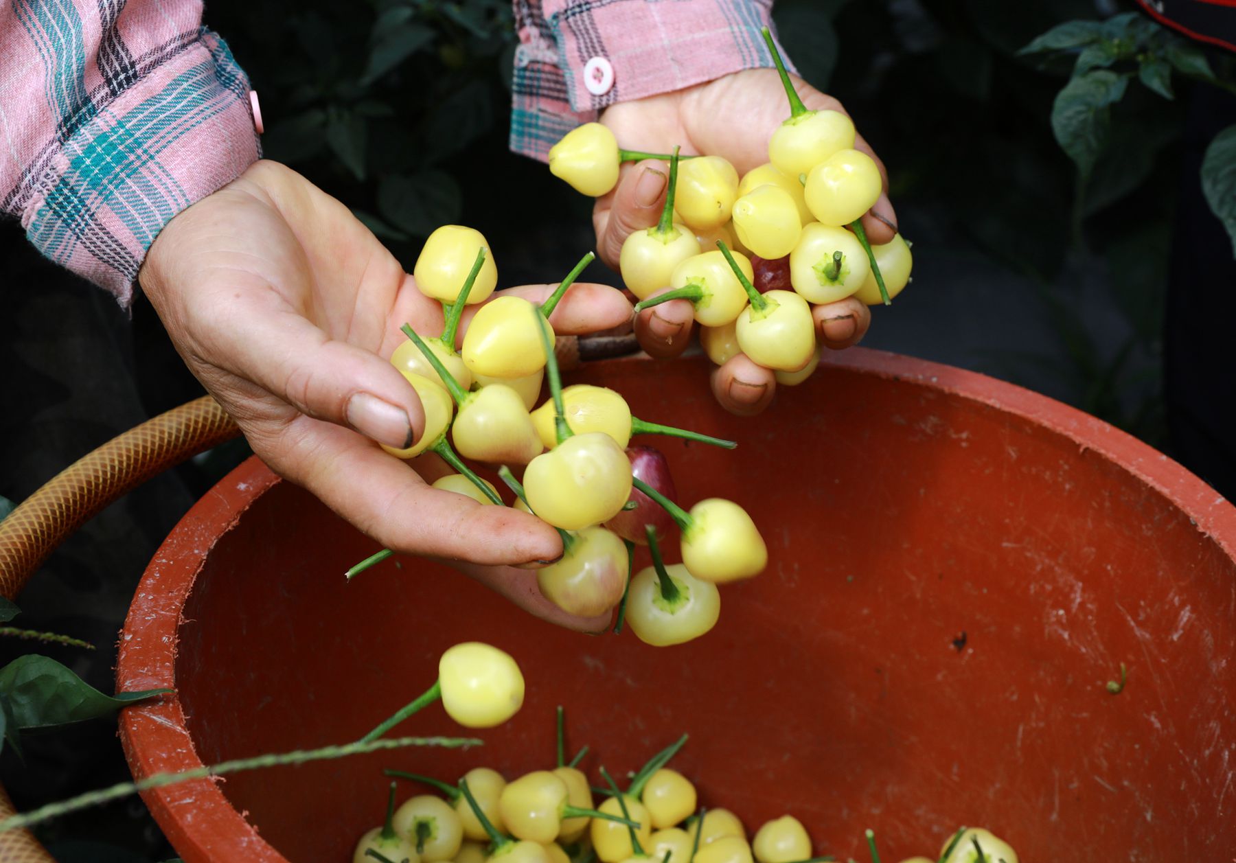 亩收入5000多元郏县辣椒喜获丰收,小辣椒种出富民大产业