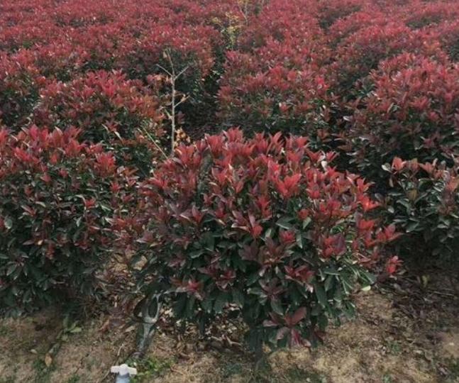 庭院绿化树种什么最好,适合庭院种植的常绿树种