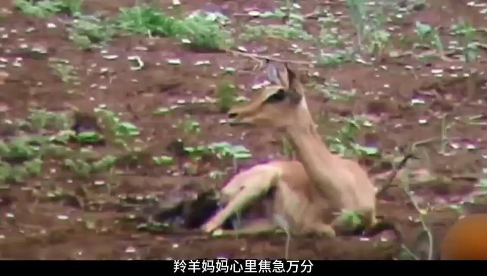 小羚羊幼崽被人类救,刚出生的小羚羊却被折磨