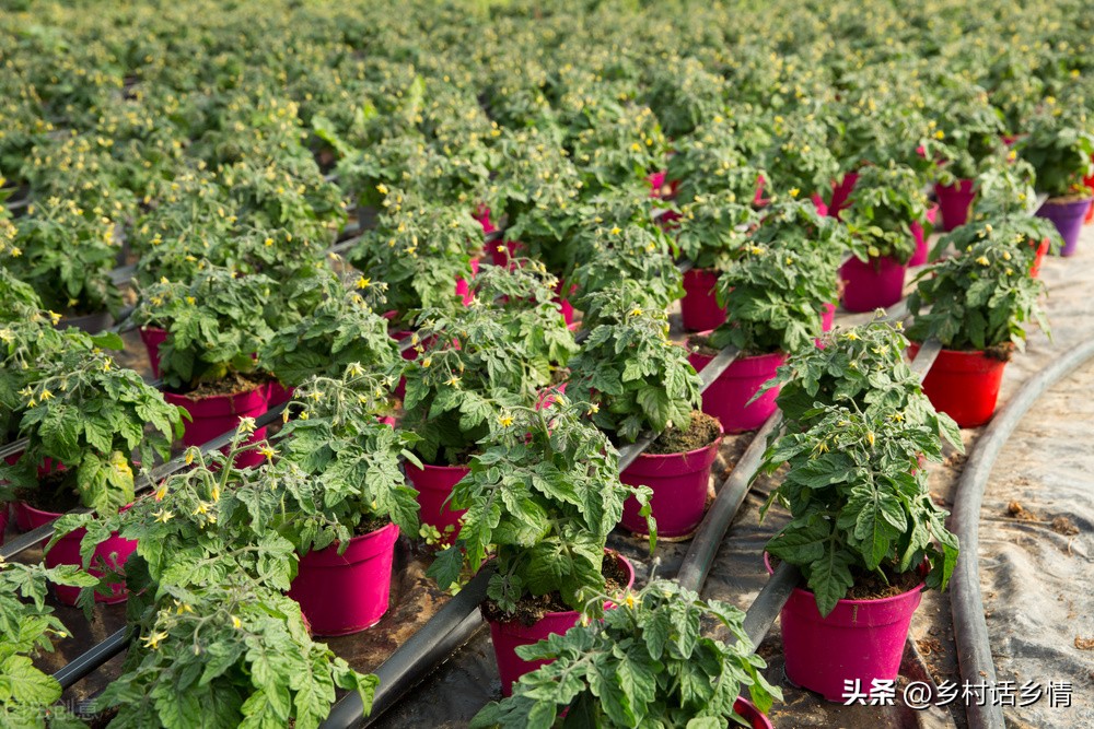 神奇的环保酵素用什么制作,种植酵素的作用与功效