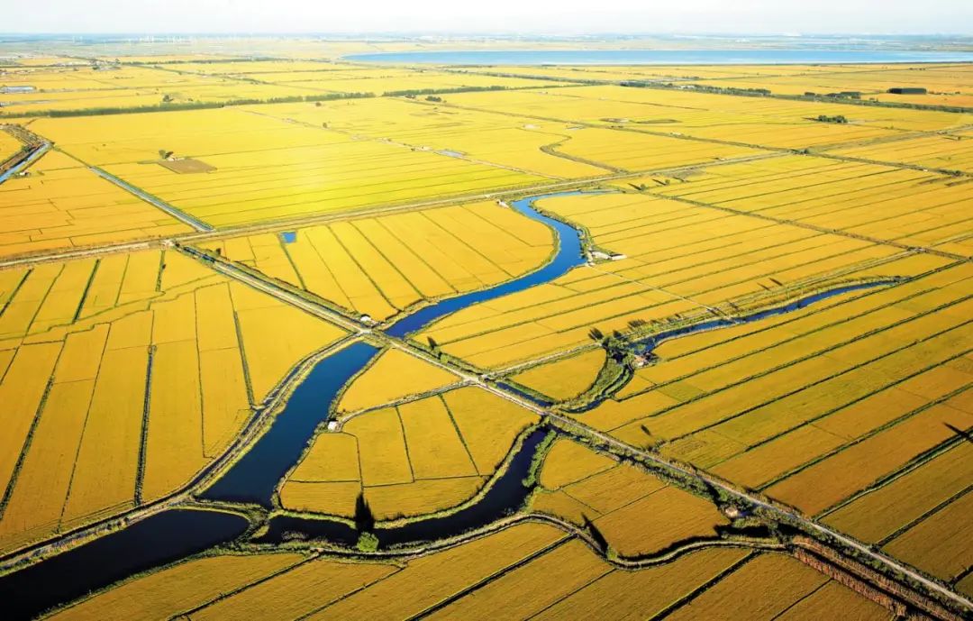 盘锦振兴乡村,产业振兴抱团发展辽宁盘锦