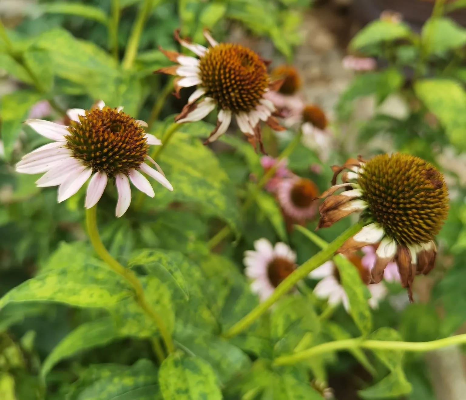 高温天气盼雨来,高温的炙烤