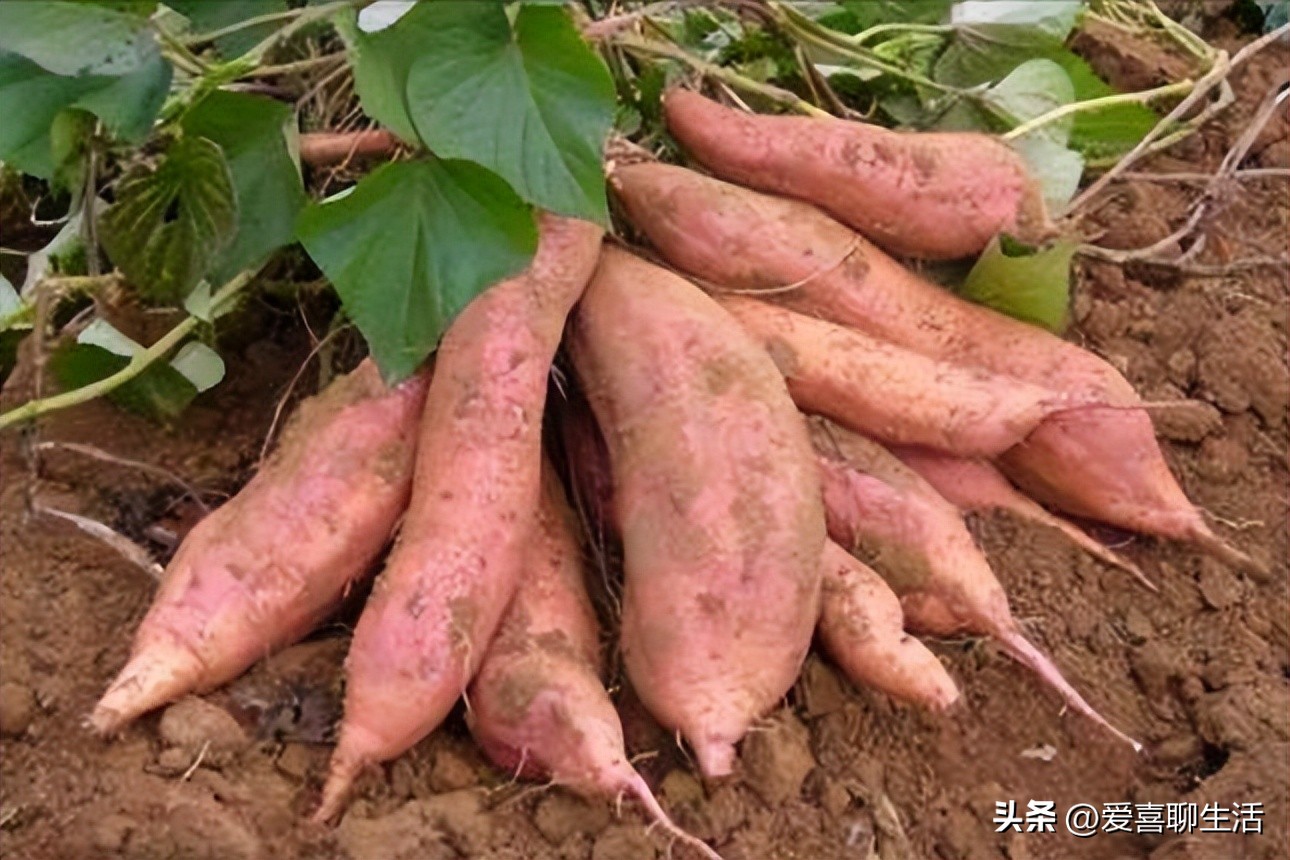 眼睛干涩要吃什么食物比较好,专业保护眼睛干涩的神奇食物