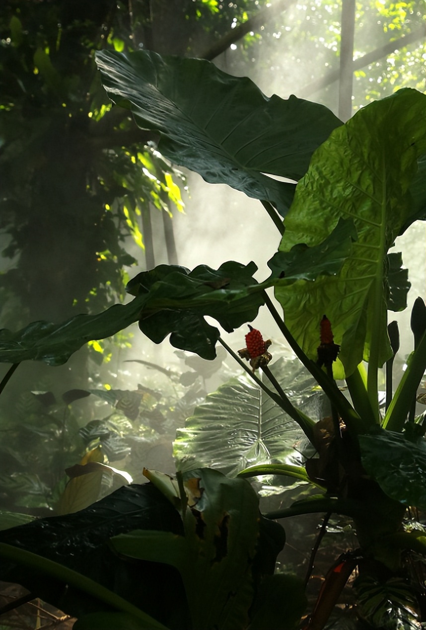 热带雨林是地球之肺教学视频,热带雨林是开发还是保护