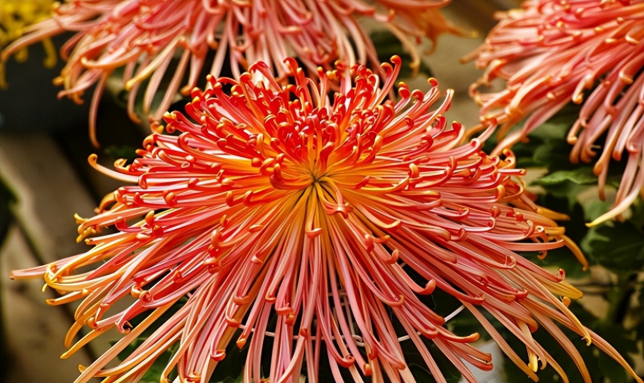 不想养的花太乱太杂哪些值得养,家中千万别养这8种毒花